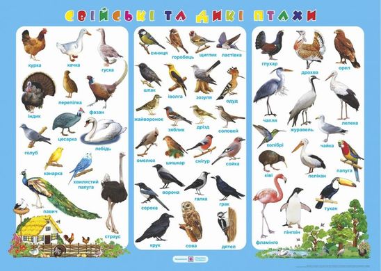 Плакат "Свійські та дикі птахи" Підручники і посібники - 1