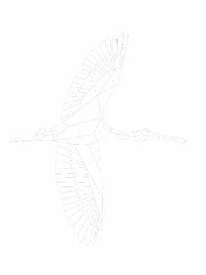 Зоометрія. Дивовижні птахи - 3