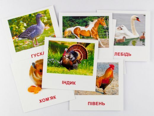 Картки міні "Домашні тварини" 17 карток українською та англійською мовами 110х110мм. Зірка - 2