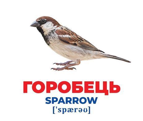 Геній з пелюшок.Птахи України - 2