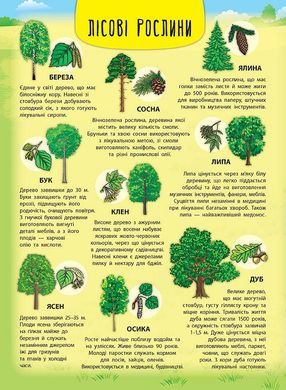 Енциклопедія з наліпками — Лісові тварини та рослини - 1