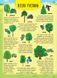 Енциклопедія з наліпками — Лісові тварини та рослини - 5