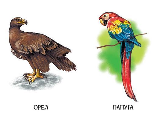 Улюблені тварини - 4