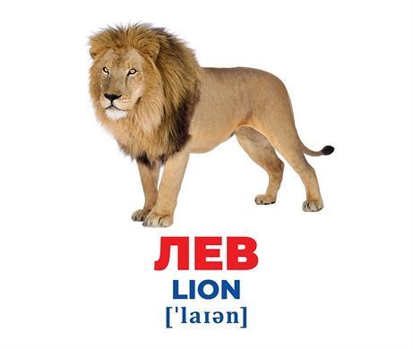 Геній з пелюшок.Тварини різних широт - 2