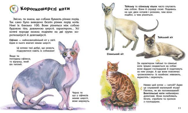 Коти - 2