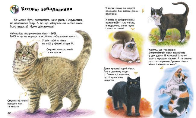 Коти - 4