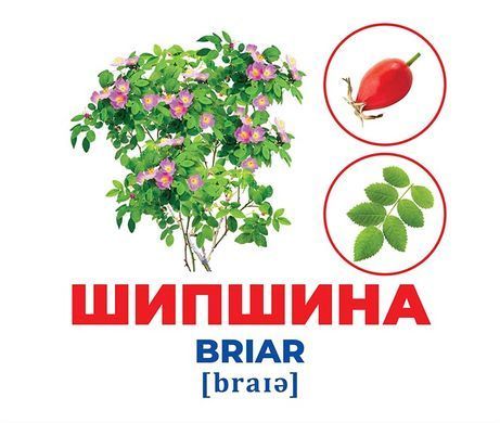 Геній з пелюшок.Дерева та кущі - 3