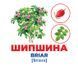 Геній з пелюшок.Дерева та кущі - 3