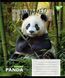 Зошит учнівський загальний Yes The wild А5 48 аркушів лінія - 5